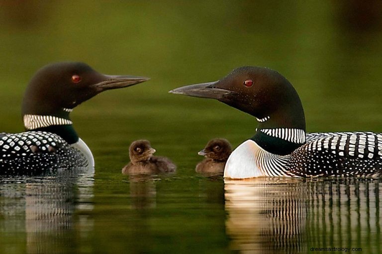 Loons:Duchovní zvíře, totem, symbolika a význam 