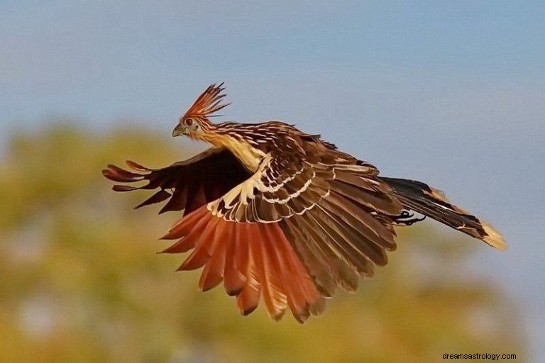 Hoatzin:Krafttier, Totem, Symbolik und Bedeutung 