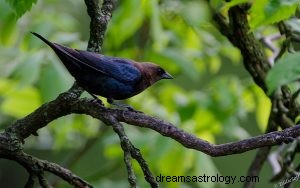 Cowbird:Åndedyr, totem, symbolik og mening 