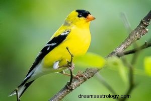 Goldfinch:Spirit Animal, Totem, Symbolism and Meaning 