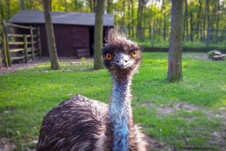 Emu:geestdier, totem, symboliek en betekenis 