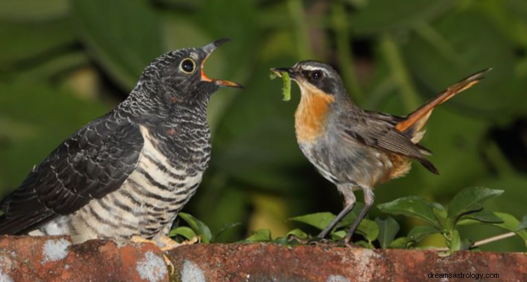 Cuckoo:Hewan Roh, Totem, Simbolisme, dan Arti 