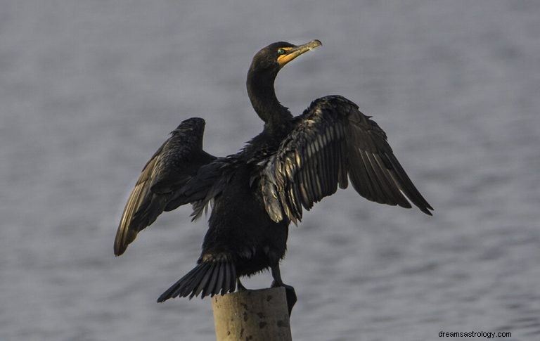 Kormoran:Krafttier, Totem, Symbolik und Bedeutung 