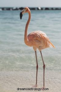 Flamingo:Andedjur, totem, symbolik och mening 
