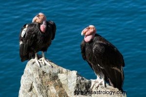 Condor:Animal Espiritual, Totem, Simbolismo e Significado 