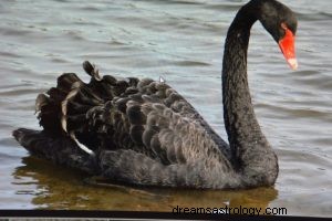 Černá labuť:Duchovní zvíře, totem, symbolika a význam 