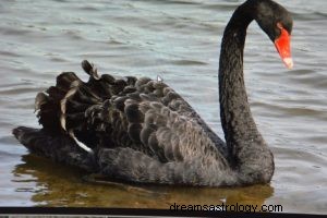 Cygne noir :animal spirituel, totem, symbolisme et signification 