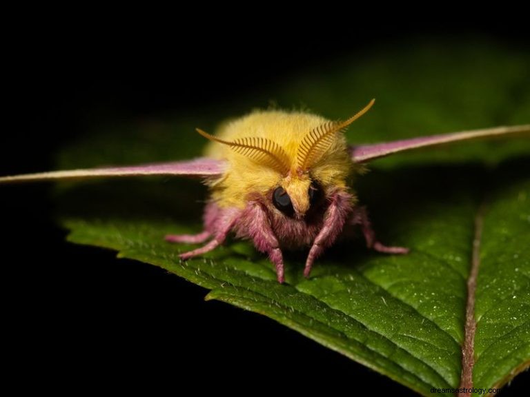 Moth:Åndedyr, totem, symbolik og mening 