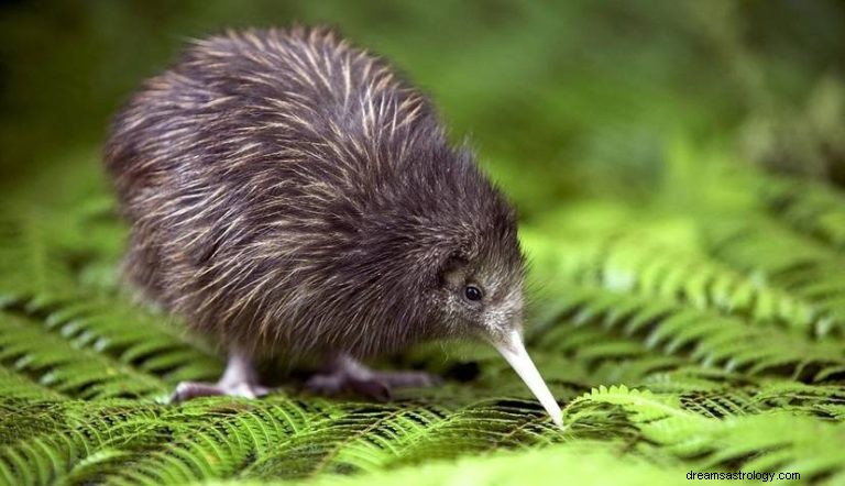 Kiwi:Andedjur, totem, symbolik och mening 