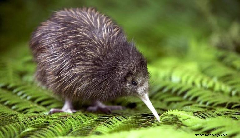 Kiwi:geestdier, totem, symboliek en betekenis 