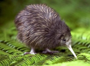 Kiwi:Krafttier, Totem, Symbolik und Bedeutung 