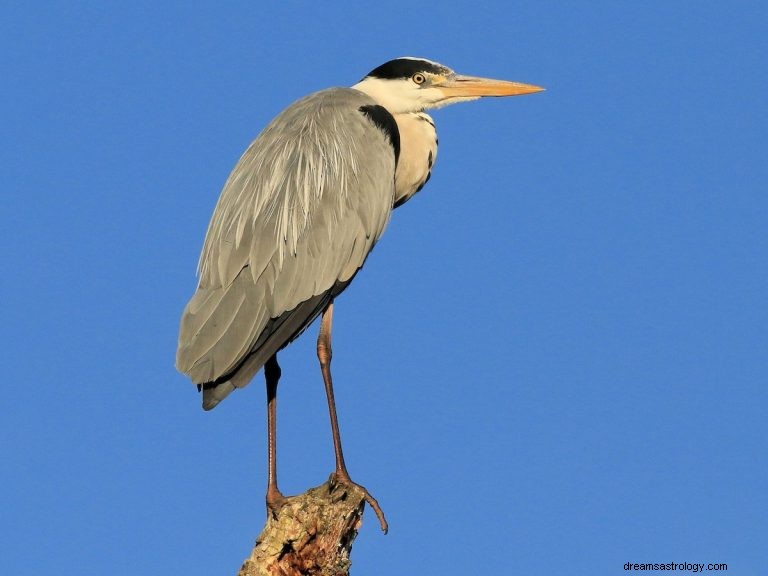 Reiger:Geestdier, Totem, Symboliek en Betekenis 