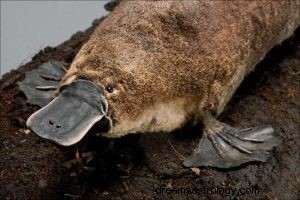 Vogelbekdier:geestdier, totem, symboliek en betekenis 