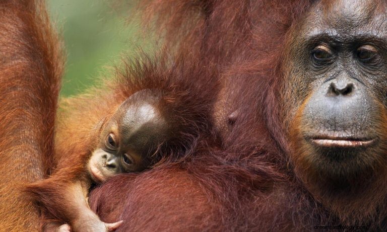 Orangutan:Duchovní zvíře, totem, symbolismus a význam 