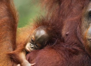 Orangutang:Åndedyr, totem, symbolik og betydning 