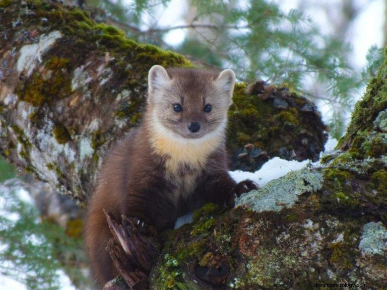 Martre :animal spirituel, totem, symbolisme et signification 