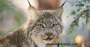 Lynx:Åndedyr, totem, symbolik og mening 
