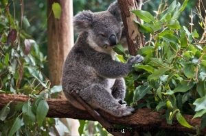 Koala:Duchovní zvíře, totem, symbolismus a význam 