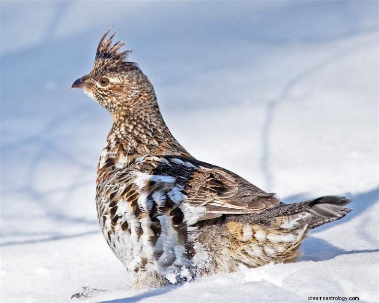 Grouse:geestdier, totem, symboliek en betekenis 