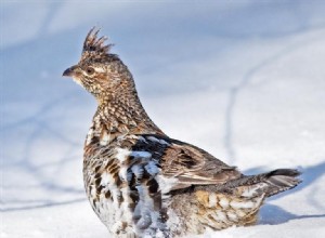 Cietrzew:duchowe zwierzę, totem, symbolika i znaczenie 