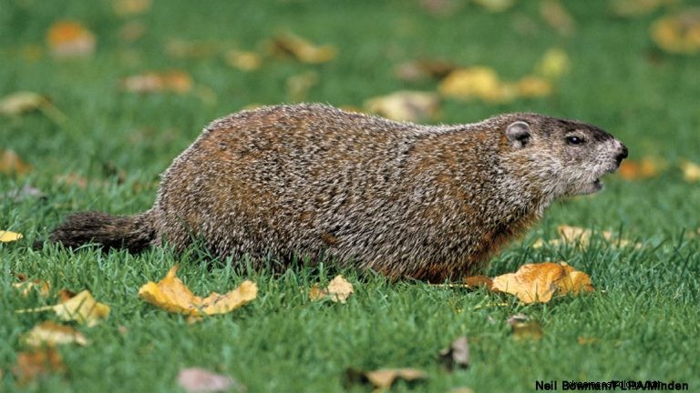 Groundhog:Hewan Roh, Totem, Simbolisme dan Arti 