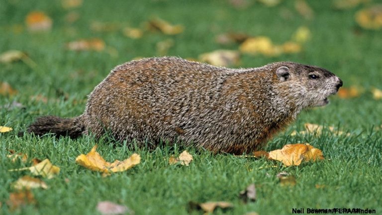 Marmota:Animal Espiritual, Totem, Simbolismo e Significado 