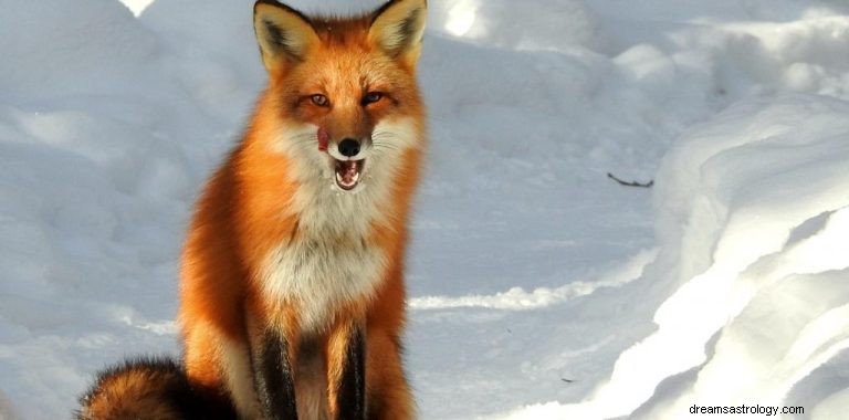 Fox:Spirit Animal, Totem, Symboliek en Betekenis 