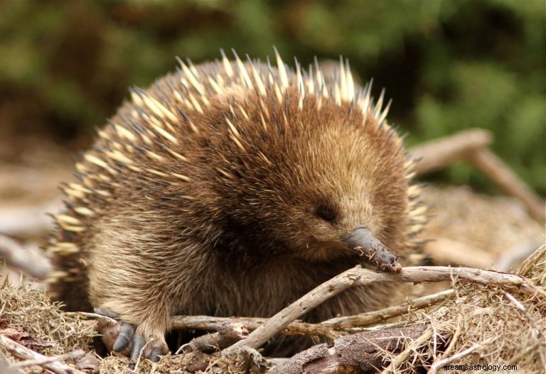 Echidna:Animal Espiritual, Totem, Simbolismo e Significado 