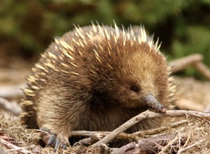 Echidna:Animal Espiritual, Totem, Simbolismo e Significado 