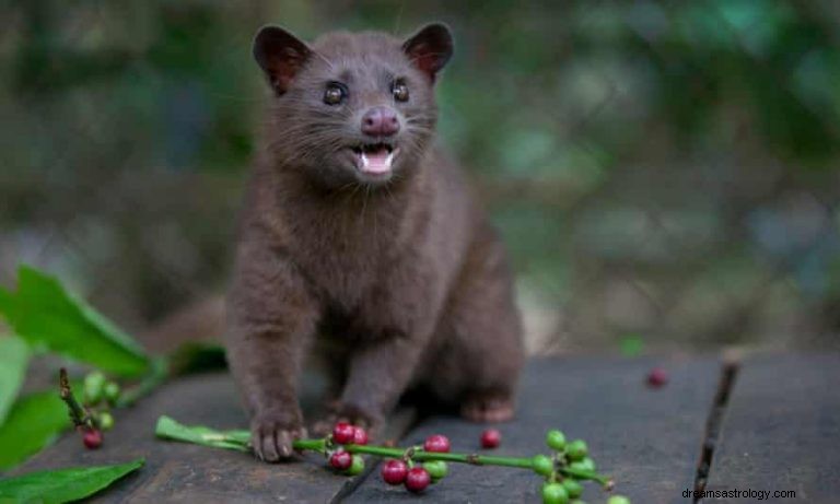 Civet:geestdier, totem, symboliek en betekenis 