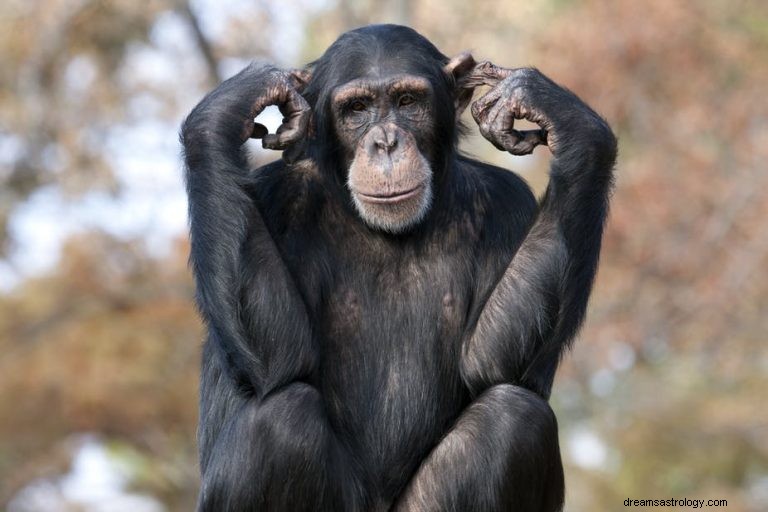 Chimpansee:geestdier, totem, symboliek en betekenis 