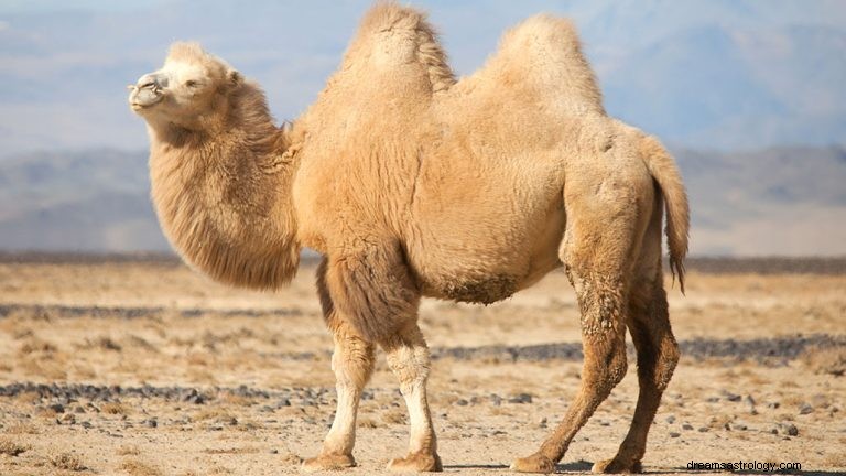 Kamel:Åndedyr, totem, symbolikk og mening 