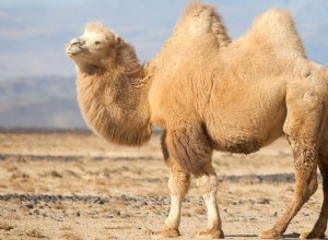 Kamel:Åndedyr, Totem, Symbolik og Betydning 