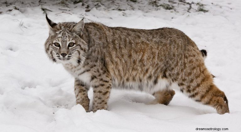 Rotluchs:Krafttier, Totem, Symbolik und Bedeutung 