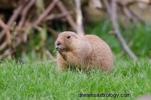 Gopher:Geestdier, totem, symboliek en betekenis 