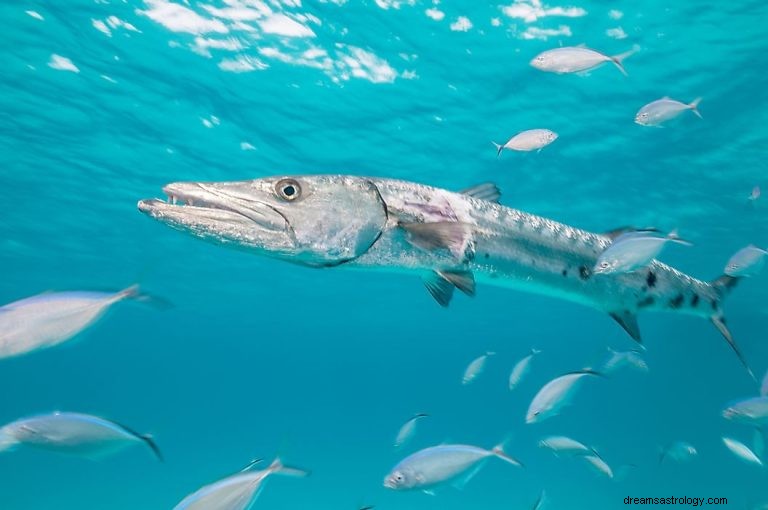 Barracuda:Andedjur, totem, symbolik och mening 