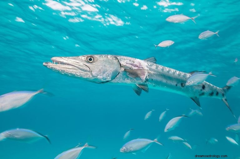 Barracuda:Åndelig dyr, totem, symbolik og mening 