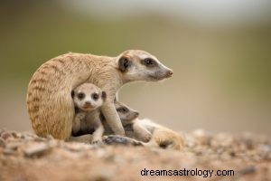 Erdmännchen:Krafttier, Totem, Symbolik und Bedeutung 