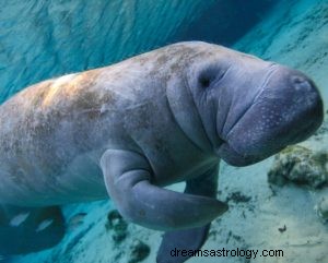 Manatee:Hewan Roh, Totem, Simbolisme dan Arti 