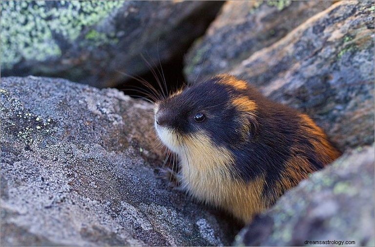 Lemming:Krafttier, Totem, Symbolik und Bedeutung 