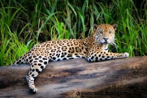 Jaguar:Duchovní zvíře, totem, symbolismus a význam 