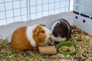 Guinea Pig:Binatang Roh, Totem, Simbolisme dan Arti 