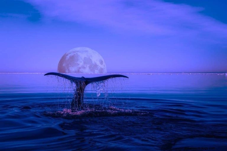 Baleine :animal spirituel, totem, symbolisme et signification 