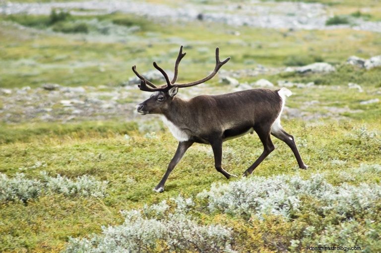 Renifer:duchowe zwierzę, totem, symbolika i znaczenie 