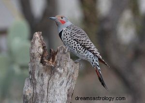 Flicker:Animal Espiritual, Totem, Simbolismo e Significado 