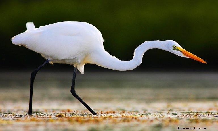 Egret:Åndelig dyr, totem, symbolikk og mening 