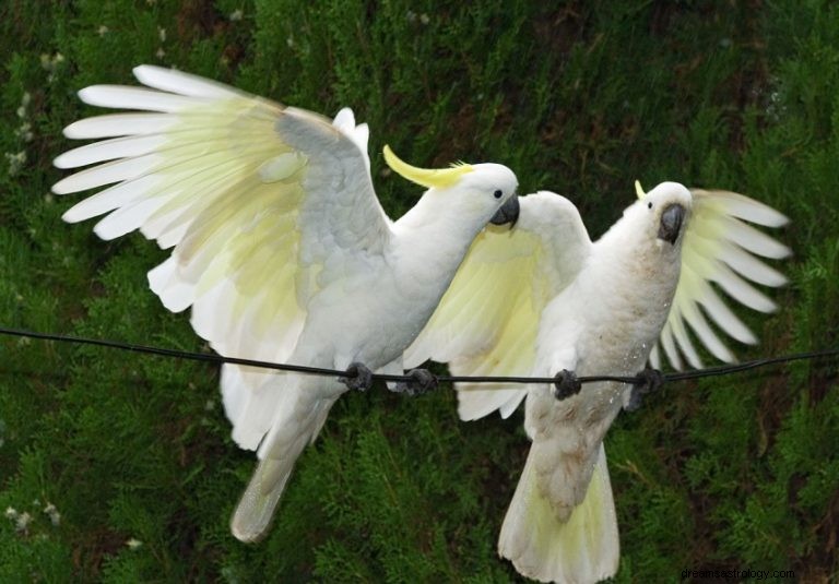 Cacatua:animale spirituale, totem, simbolismo e significato 