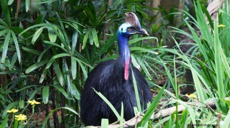 Cassowary:Spirit Animal, Totem, Symbolism, and Meaning 