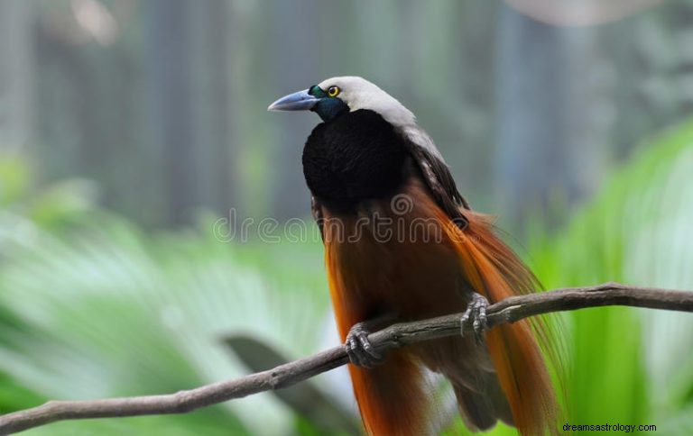 Paradijsvogel:Geestdier, Totem, Symboliek en Betekenis 