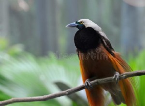 Bird of Paradise:Duchovní zvíře, totem, symbolika a význam 